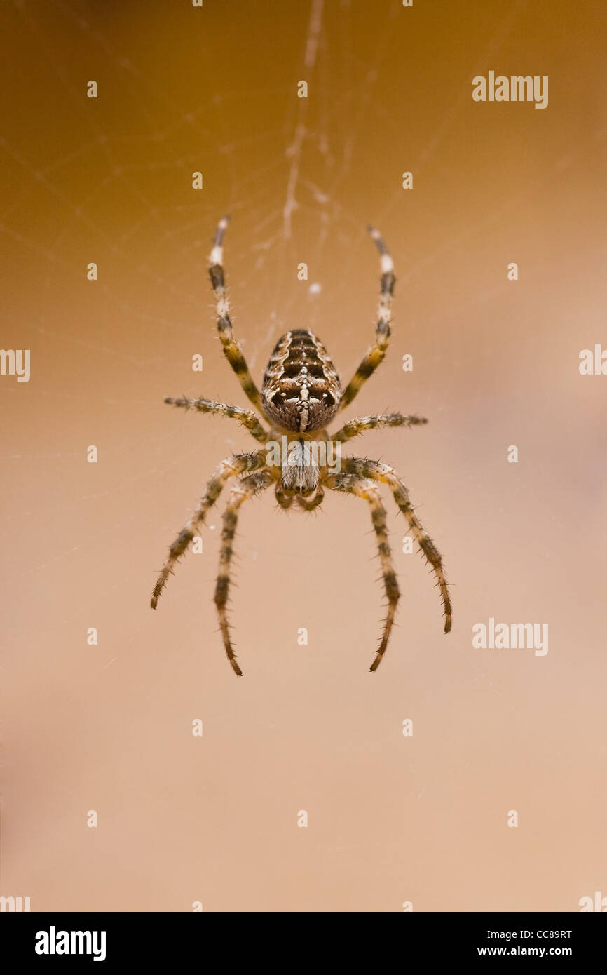 European Garden spider or Araneus diadematus in cobweb in autumn Stock Photo