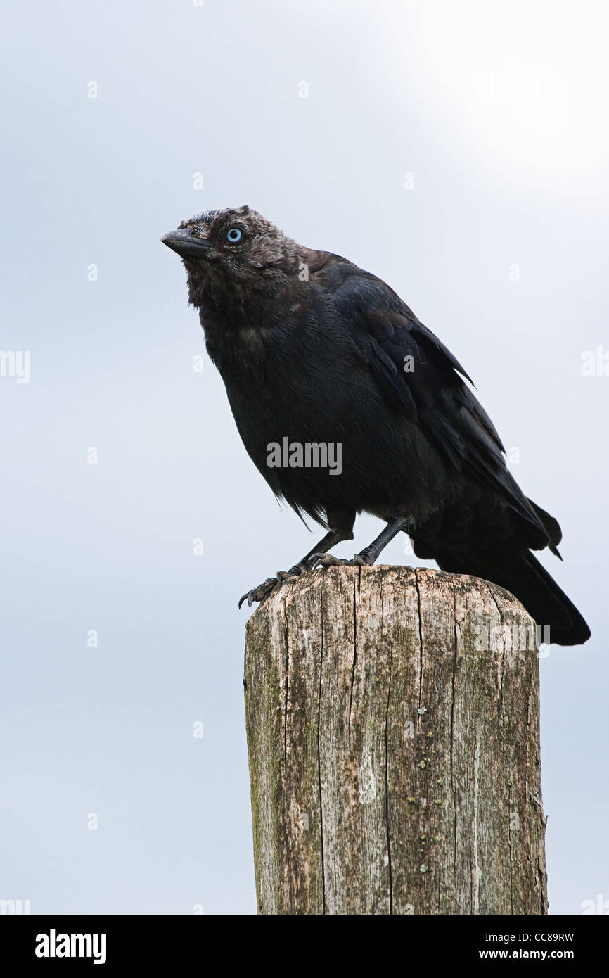 Jackdaw or Corvus monedula sitting on a picket with blue sky background Stock Photo