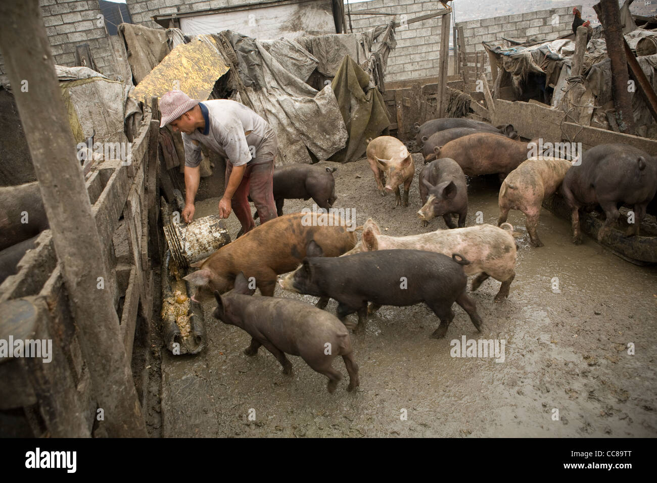 A pig farmer feeds his pigs in pueblo joven of Villa el Salvador in Lima, Peru, South America. Stock Photo