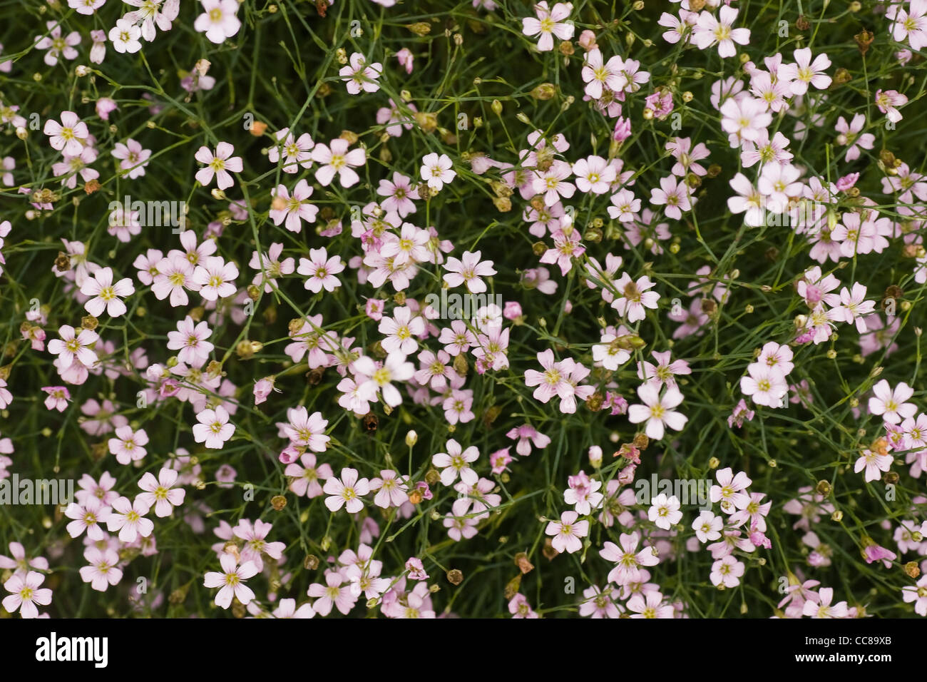 Gypsophila - Paniculata Baby's Breath Pink