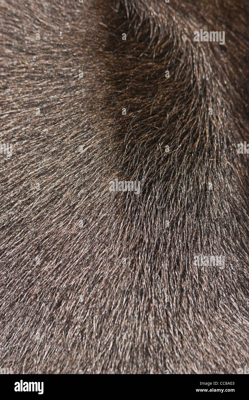 Light brown animal fur in sunshine as an abstract background Stock Photo