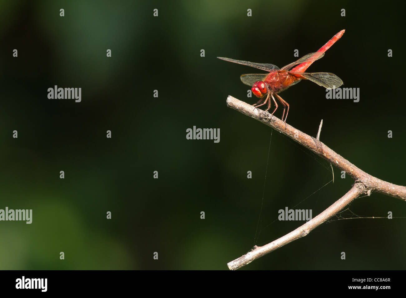 Red Marsh Trotter Dragonfly resting on a perch Stock Photo
