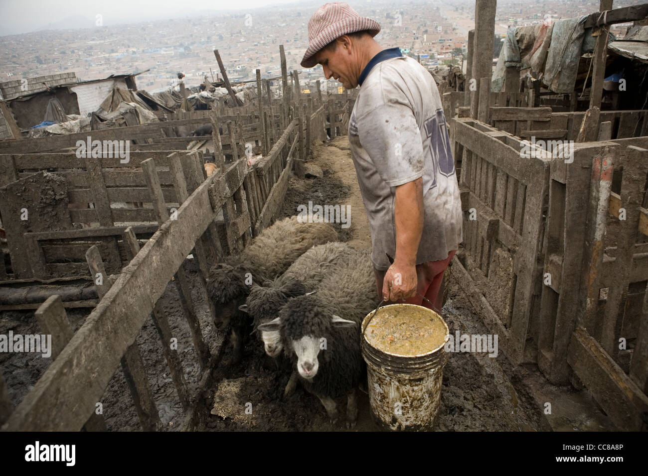 A farmer feeds his sheep in pueblo joven of Villa el Salvador in Lima, Peru, South America. Stock Photo