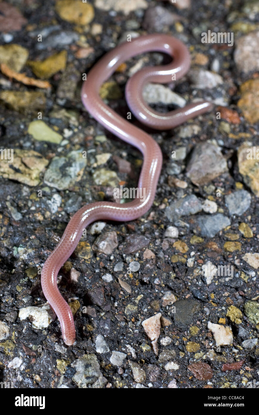 New Mexico Threadsnake, (Leptotyphlops dissectus), on paved road at night in Sierra county, New Mexico, USA. Stock Photo