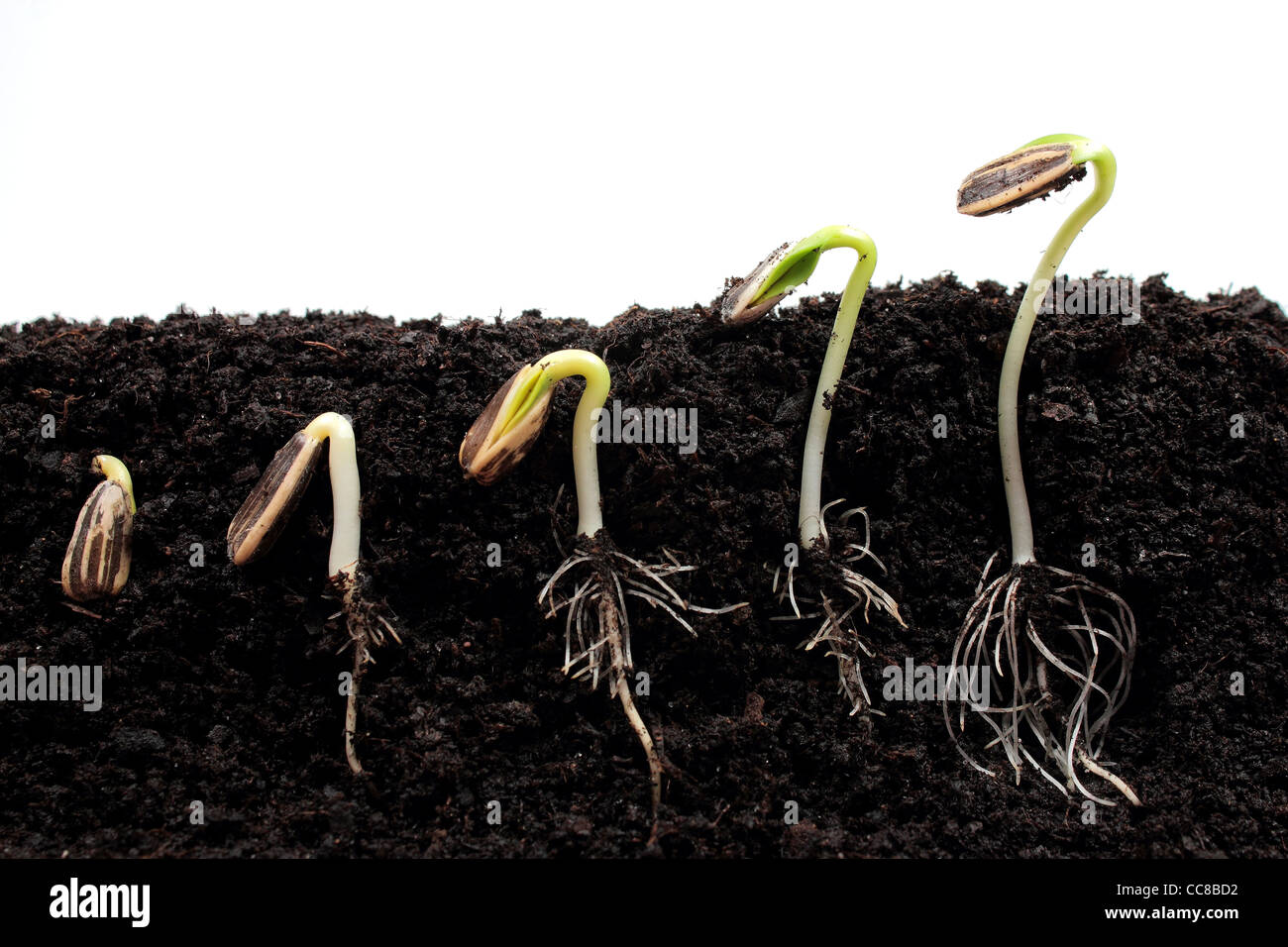 Sequence of sunflower sprouts germination Stock Photo