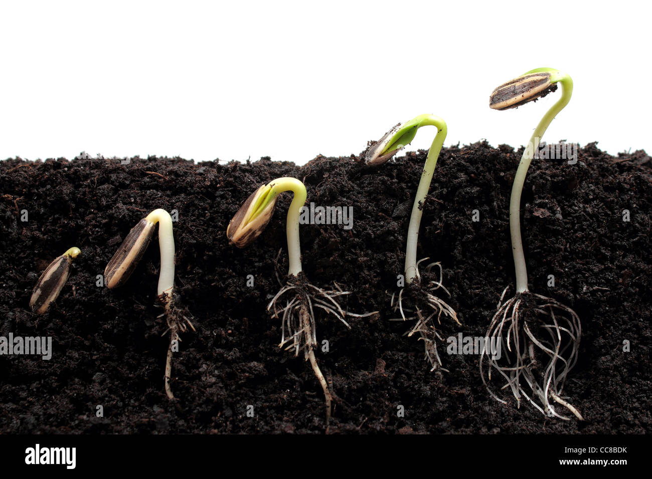 Sunflower plant sprouts germinating in soil Stock Photo