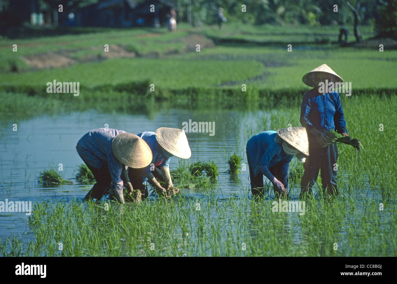 Four women planting in paddy field Mekong Delta Vietnam Stock Photo