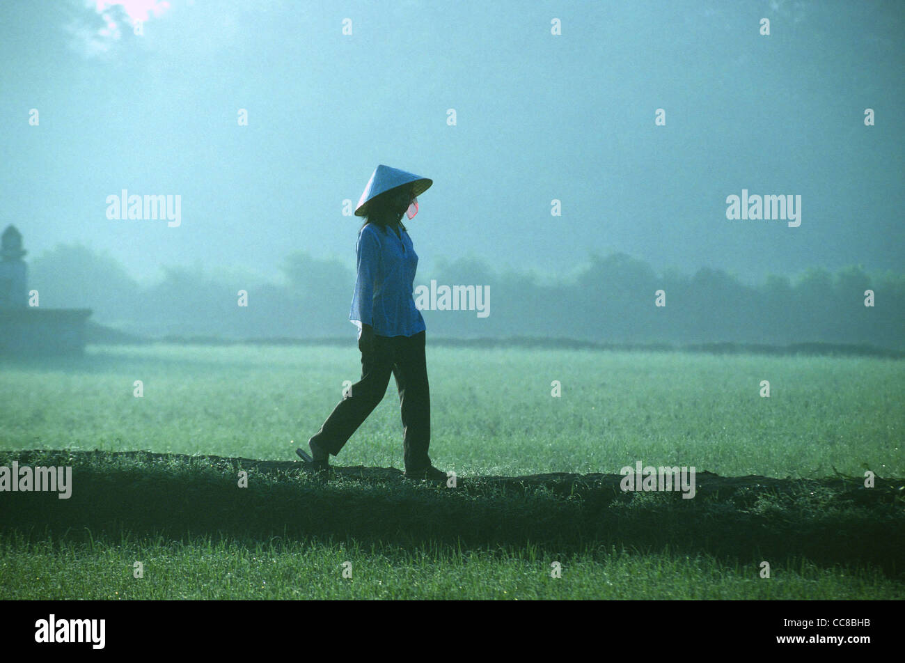 Girl walking through rice paddy fields early misty morning Mekong Delta Vietnam Stock Photo