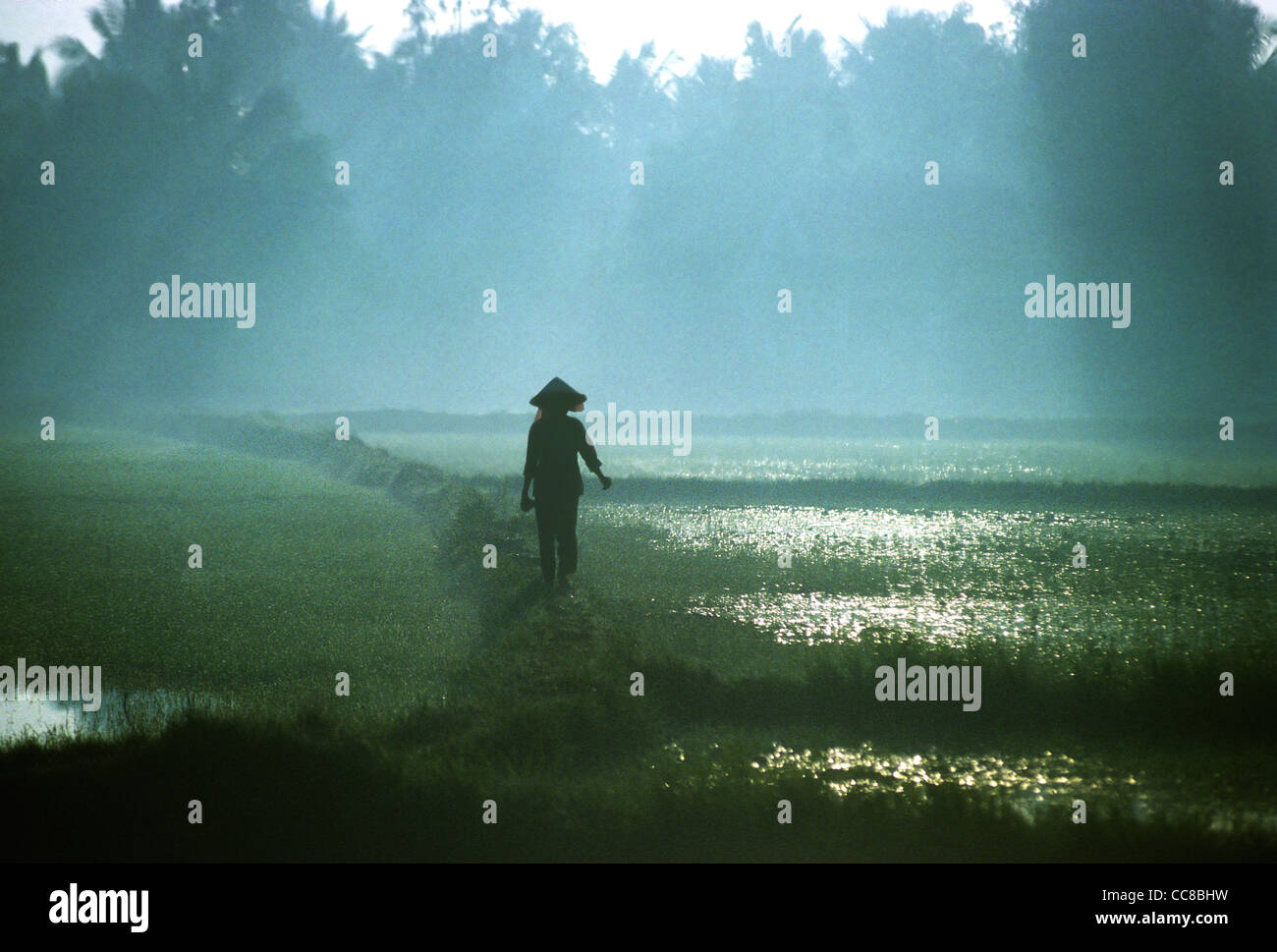 Girl walking through rice paddy fields early morning mist Mekong Delta Vietnam Stock Photo