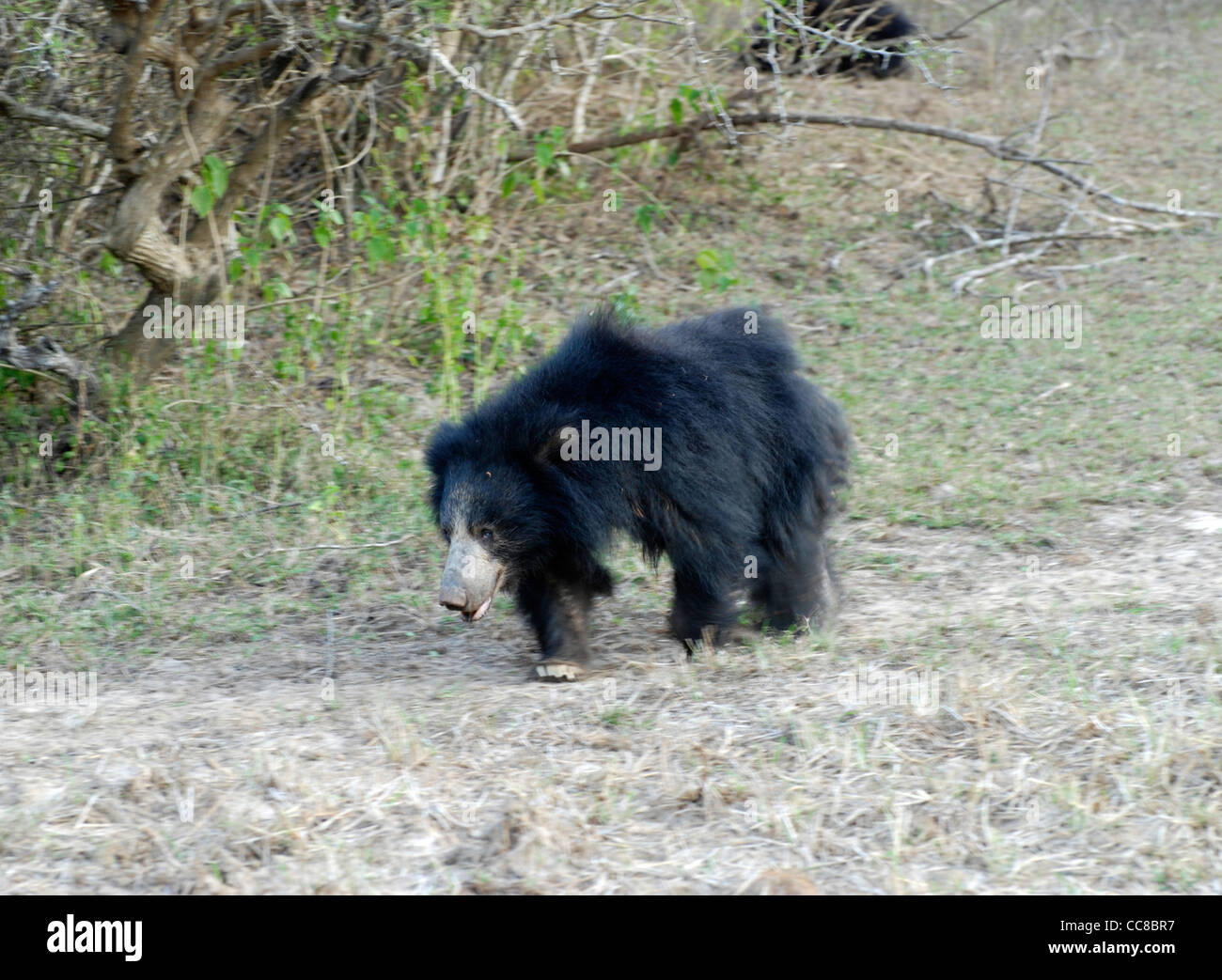 Female sloth bear (Melursus ursinus) in the Yala national park, Sri
