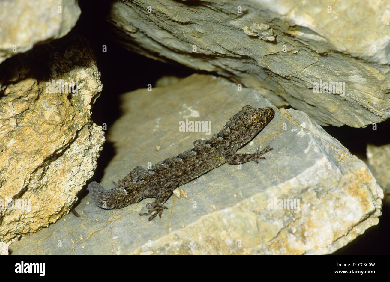 Kotchy's Gecko Cyrtodactylus kotschyi  Greece Stock Photo