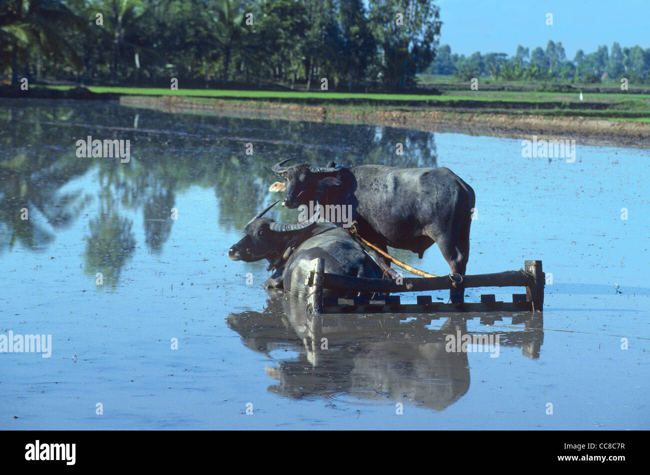 Two water buffalo in flooded rice field Mekong Delta Vietnam Stock Photo