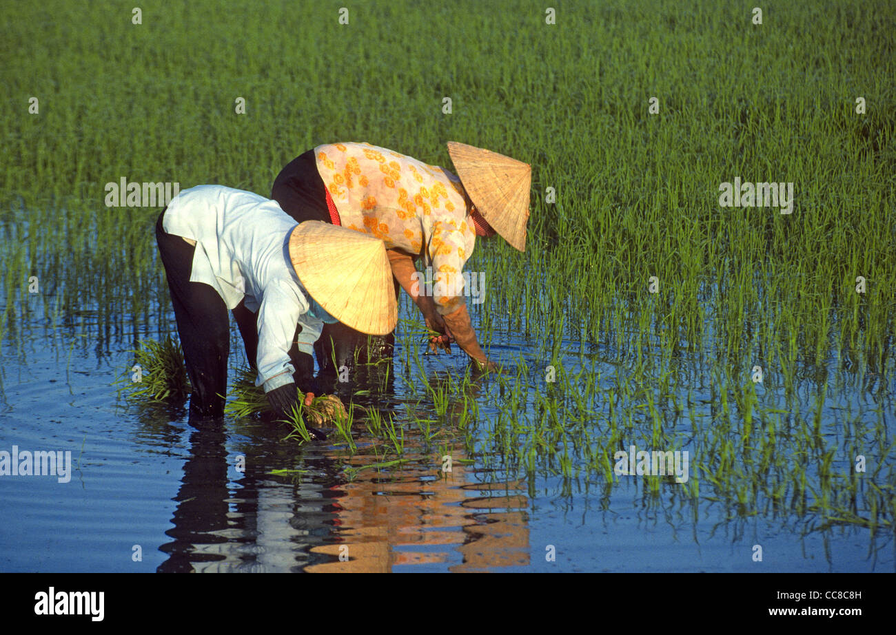 Two women planting in paddy field Mekong Delta Vietnam Stock Photo