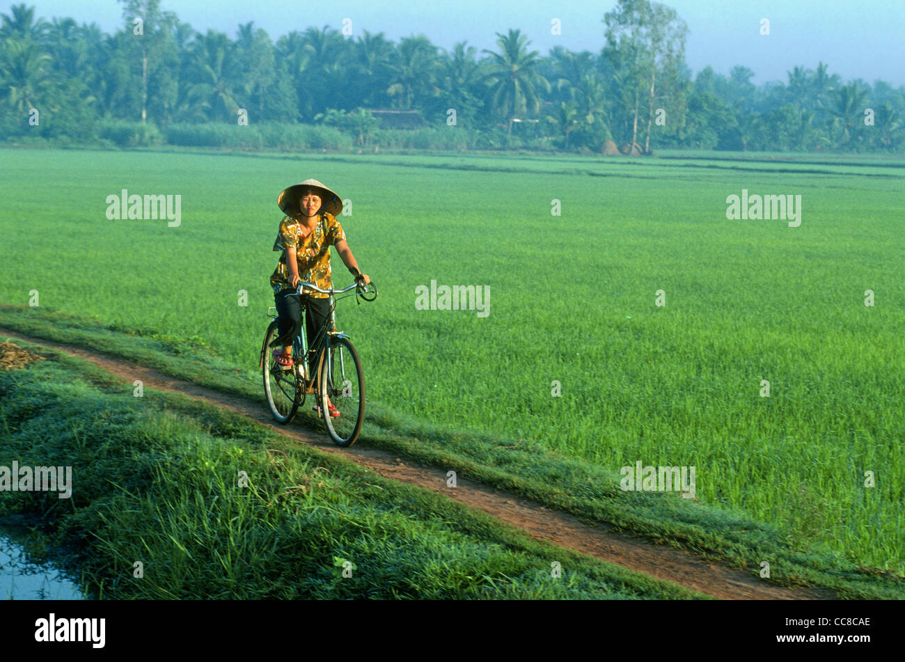 Woman cycling beside paddy field Mekong Delta Vietnam Stock Photo