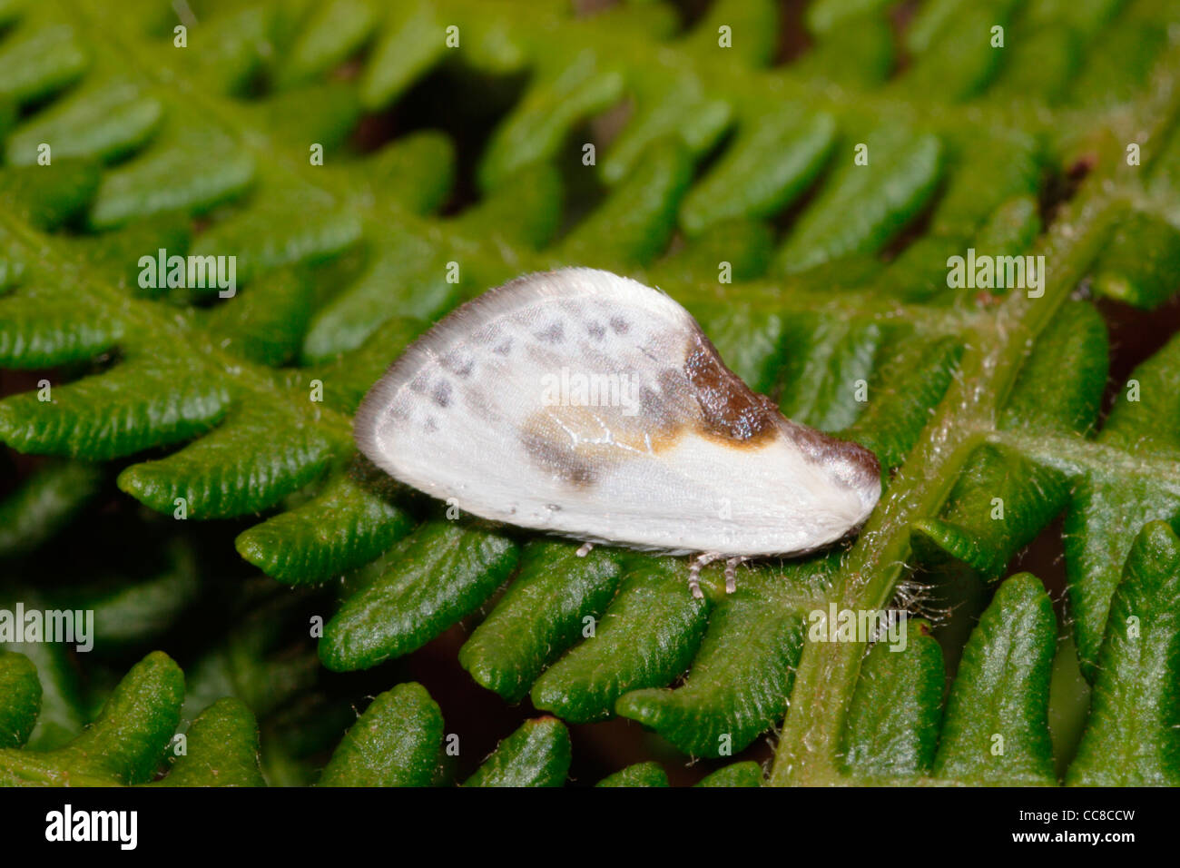 Chinese character moth (Cilix glaucata : Drepanidae) resembling a bird-dropping while sitting in full view on bracken, UK. Stock Photo