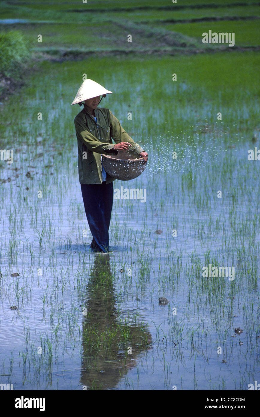 Woman spreading fertilizer paddy field Mekong Delta Vietnam Stock Photo
