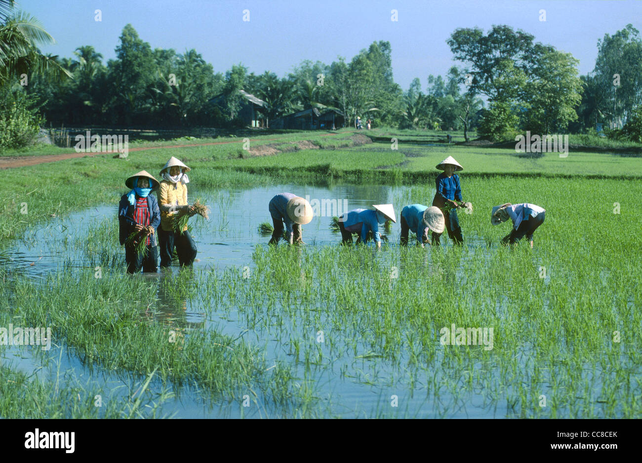 Women planting in rice paddy field Mekong Delta Vietnam Stock Photo