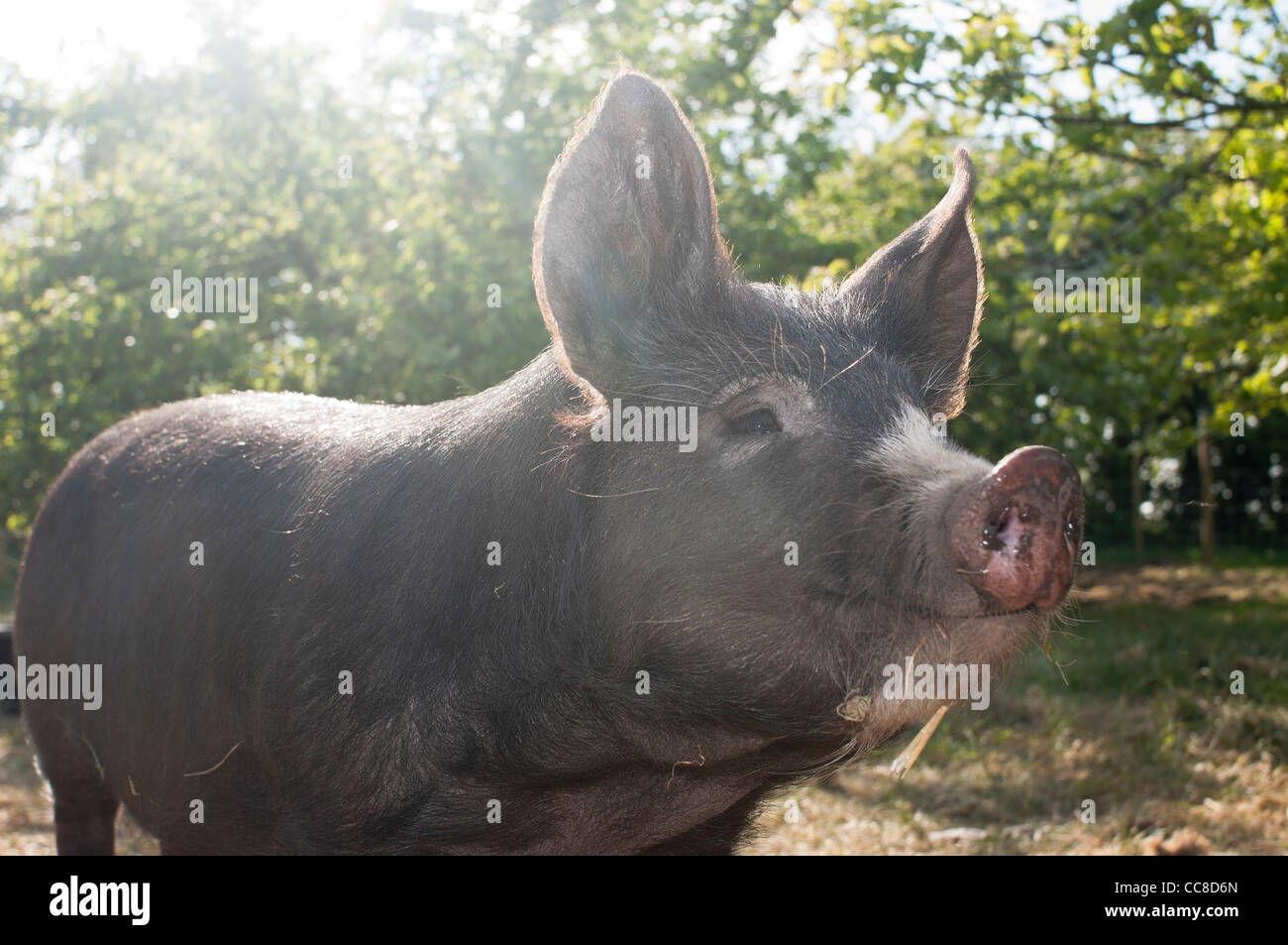 Young Berkshire Pig Stock Photo