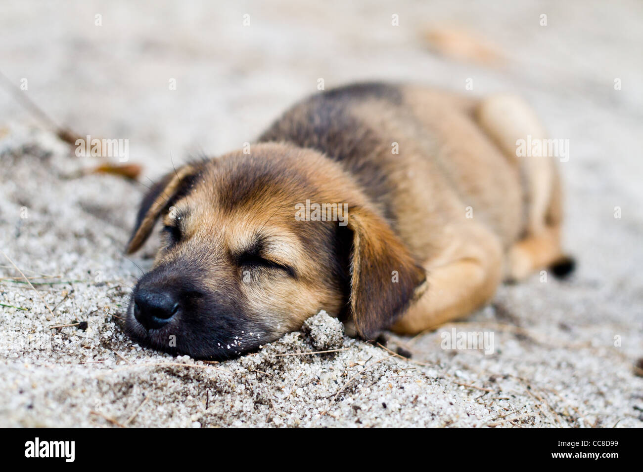 cute puppy on floor Stock Photo - Alamy