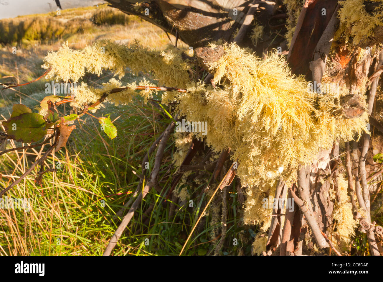 Early morning light on a moss covered dead snow gum tree (eucalyptus pauciflora), Rocky Valley Reservoir in the Victorian Alps, Australia Stock Photo