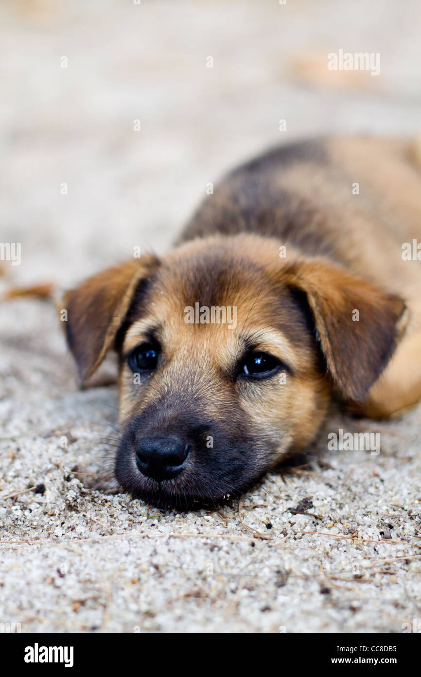 cute puppy on floor Stock Photo - Alamy