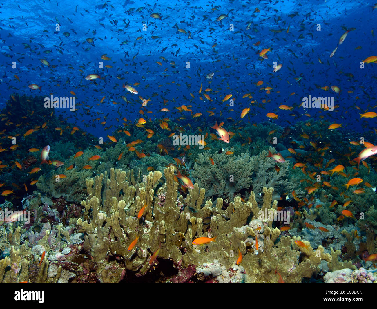 wreck in the red sea Stock Photo - Alamy