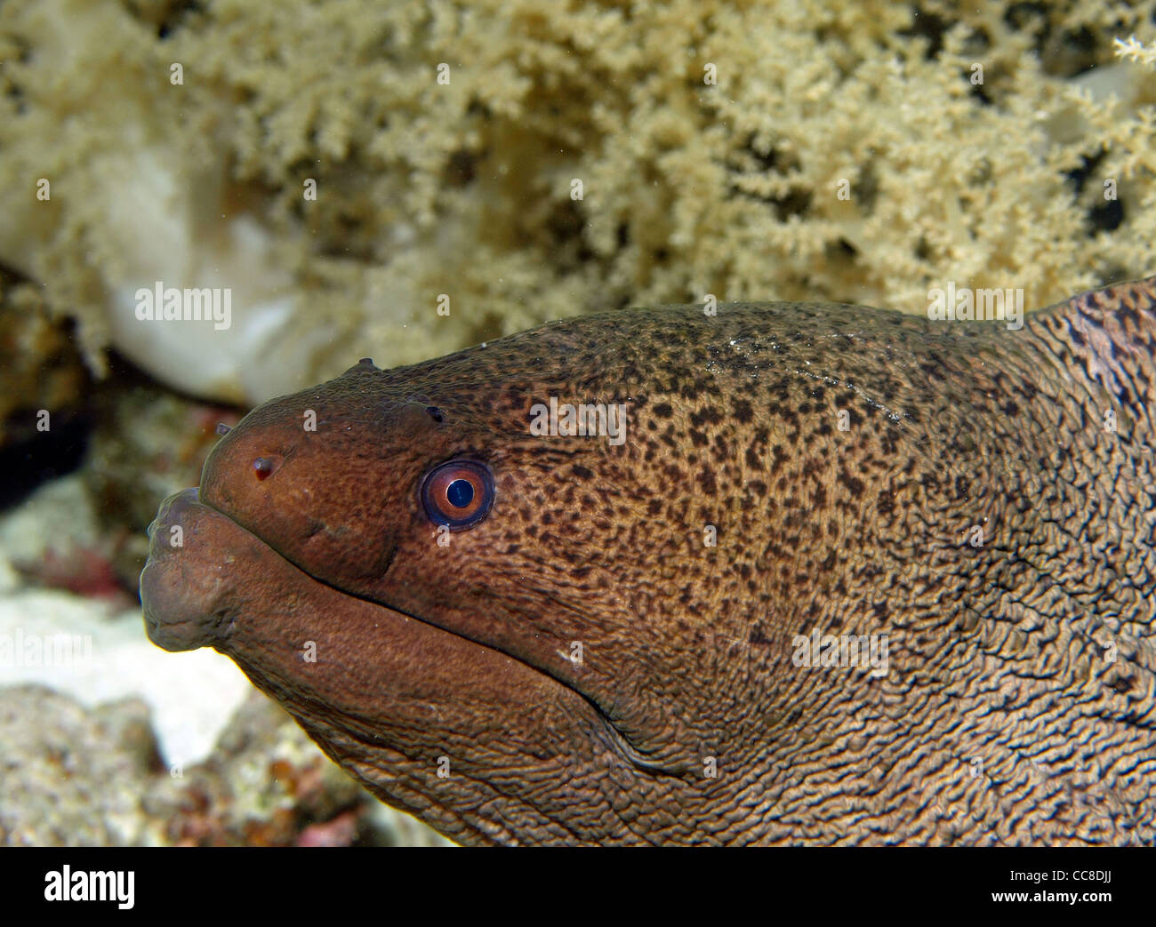 giant moray eel in the red sea Stock Photo Alamy