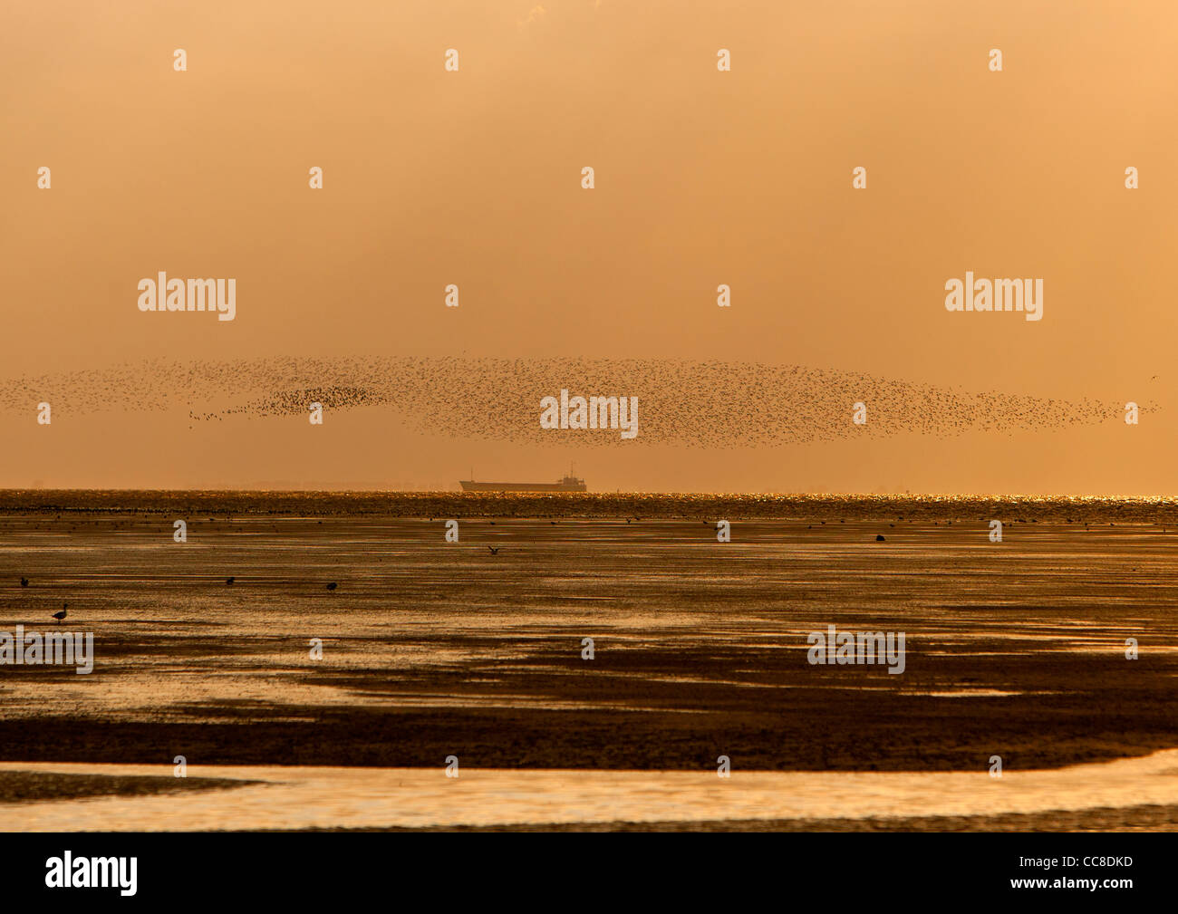 Bird flock over mudflats in golden evening light Stock Photo