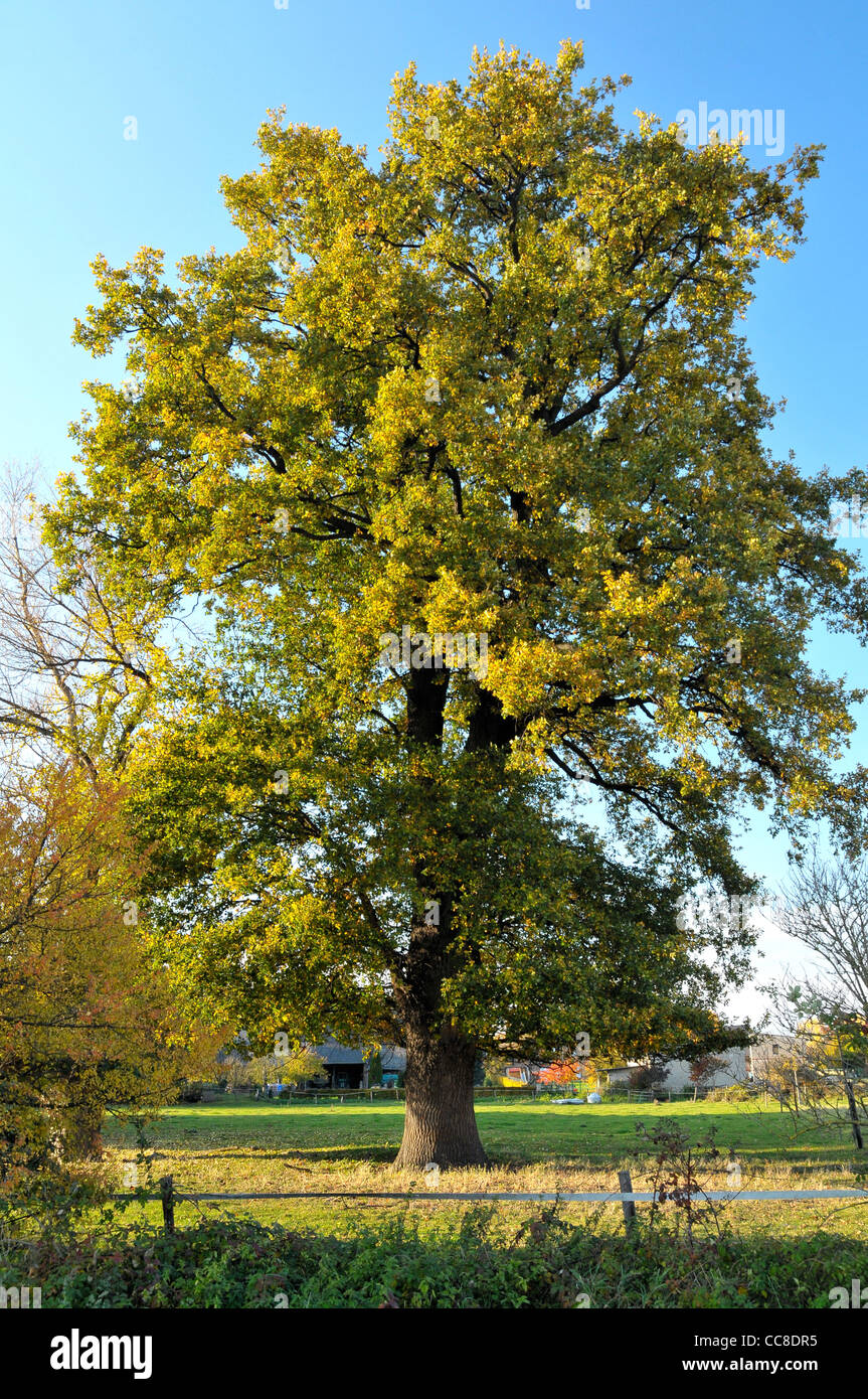 Old oak tree on a green meadow in autumn Stock Photo