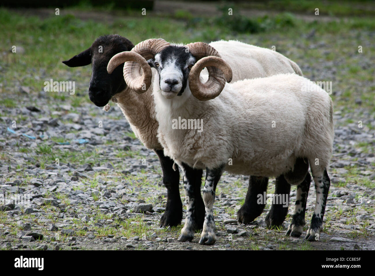 Suspicious rams Highland Region Scotland Stock Photo