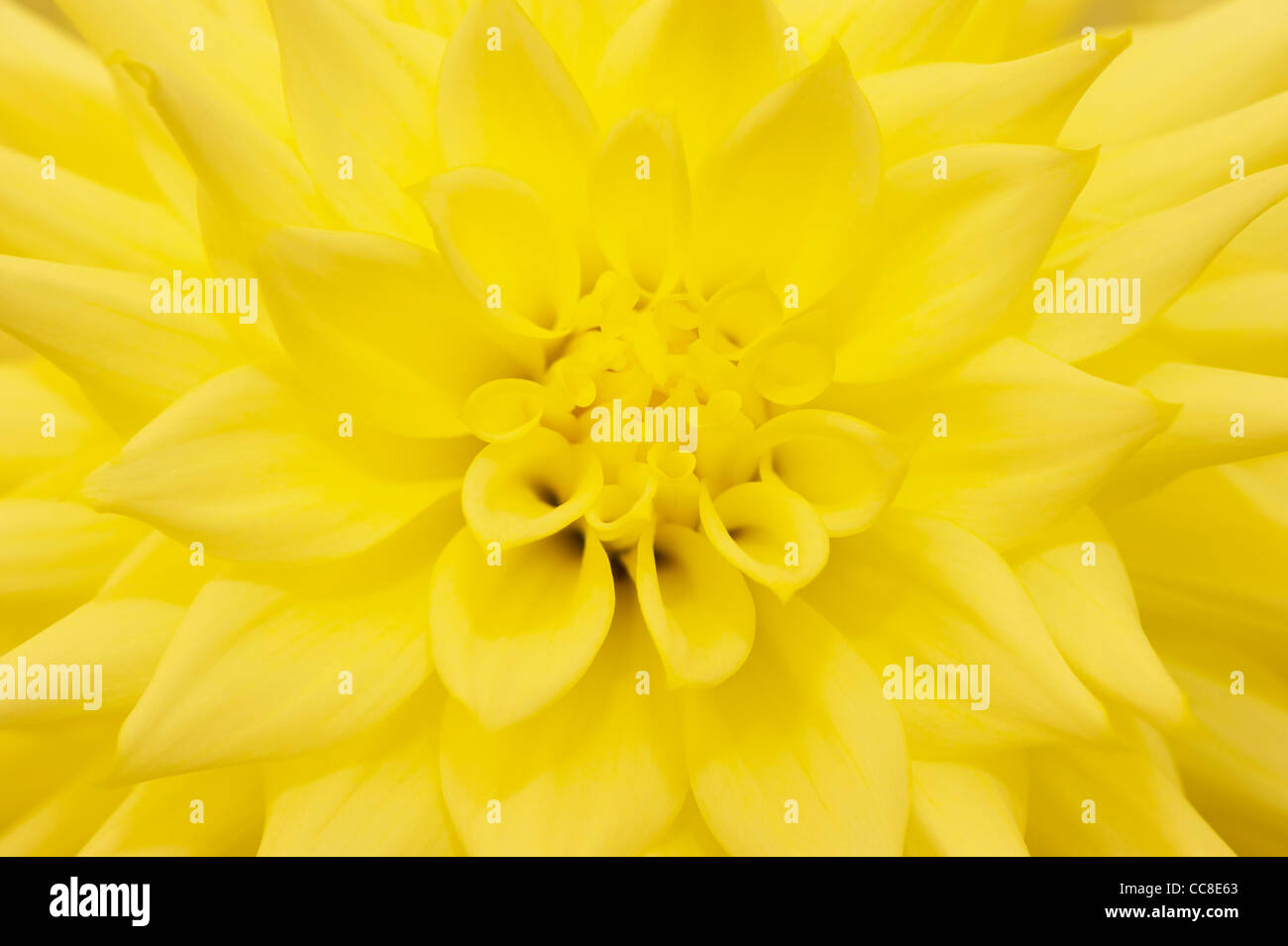 Macro of a light yellow dahlia Stock Photo