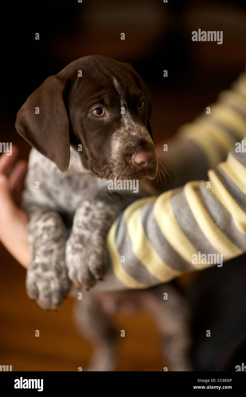 A 9 Week Old German Shorthaired Pointer Puppy Stock Photo Alamy