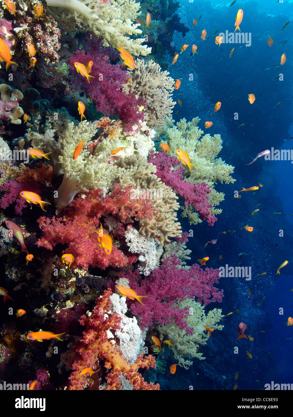 soft coral in the coral reef of the Red Sea Stock Photo
