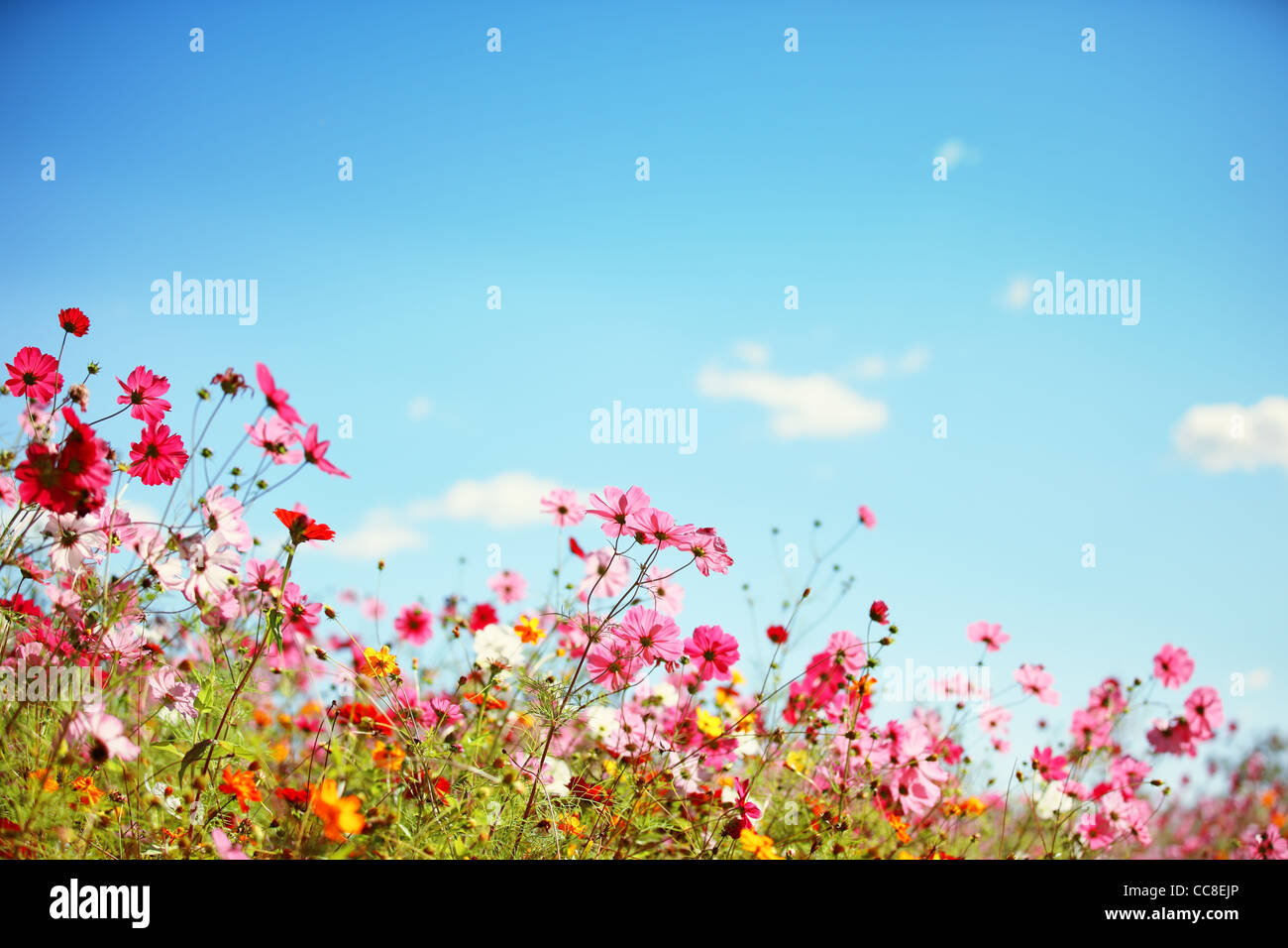 Daisy flower against blue sky,Shallow Dof. Stock Photo