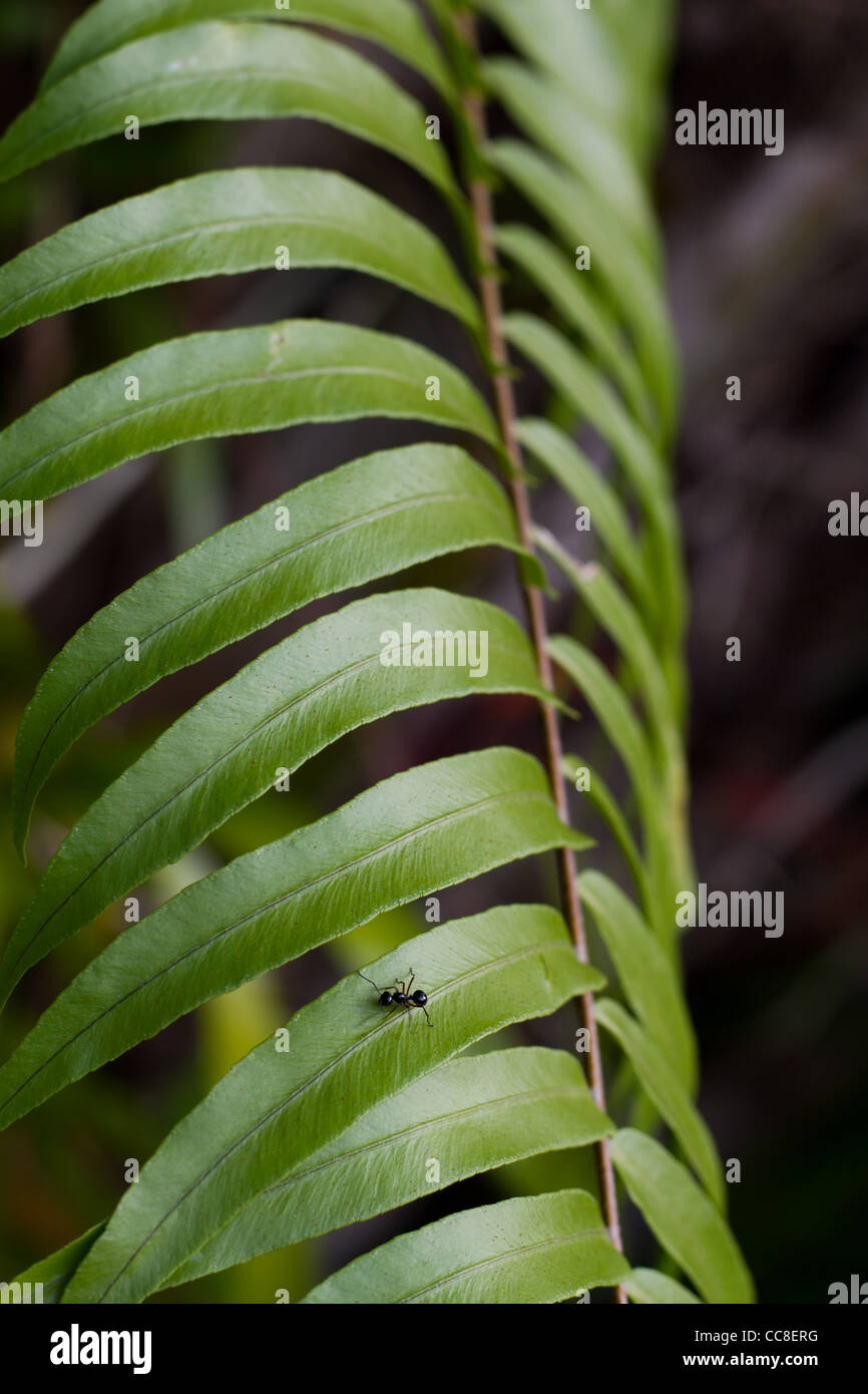 Farn pflanze klein hires stock photography and images Alamy