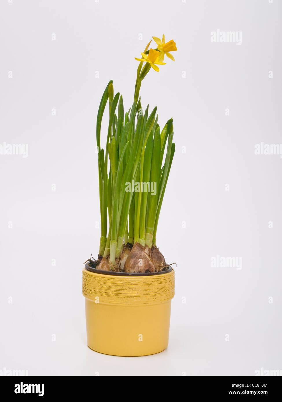 narcissus in a flowerpot Stock Photo
