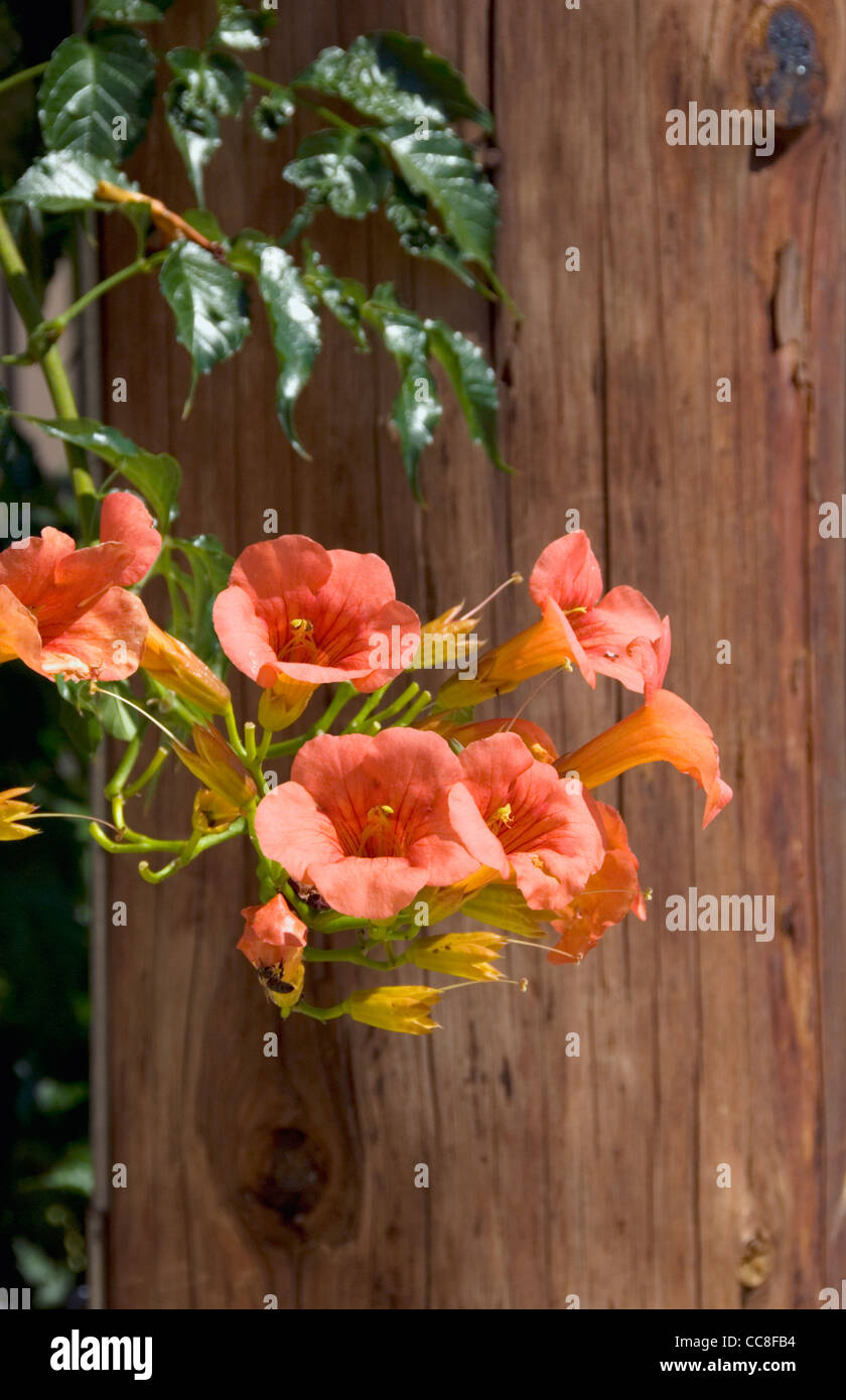 Yellow trumpet vine hires stock photography and images Alamy