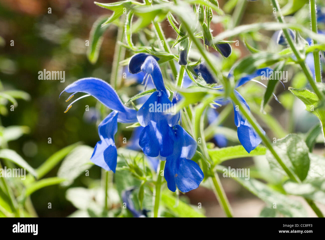 Salvia flower Stock Photo