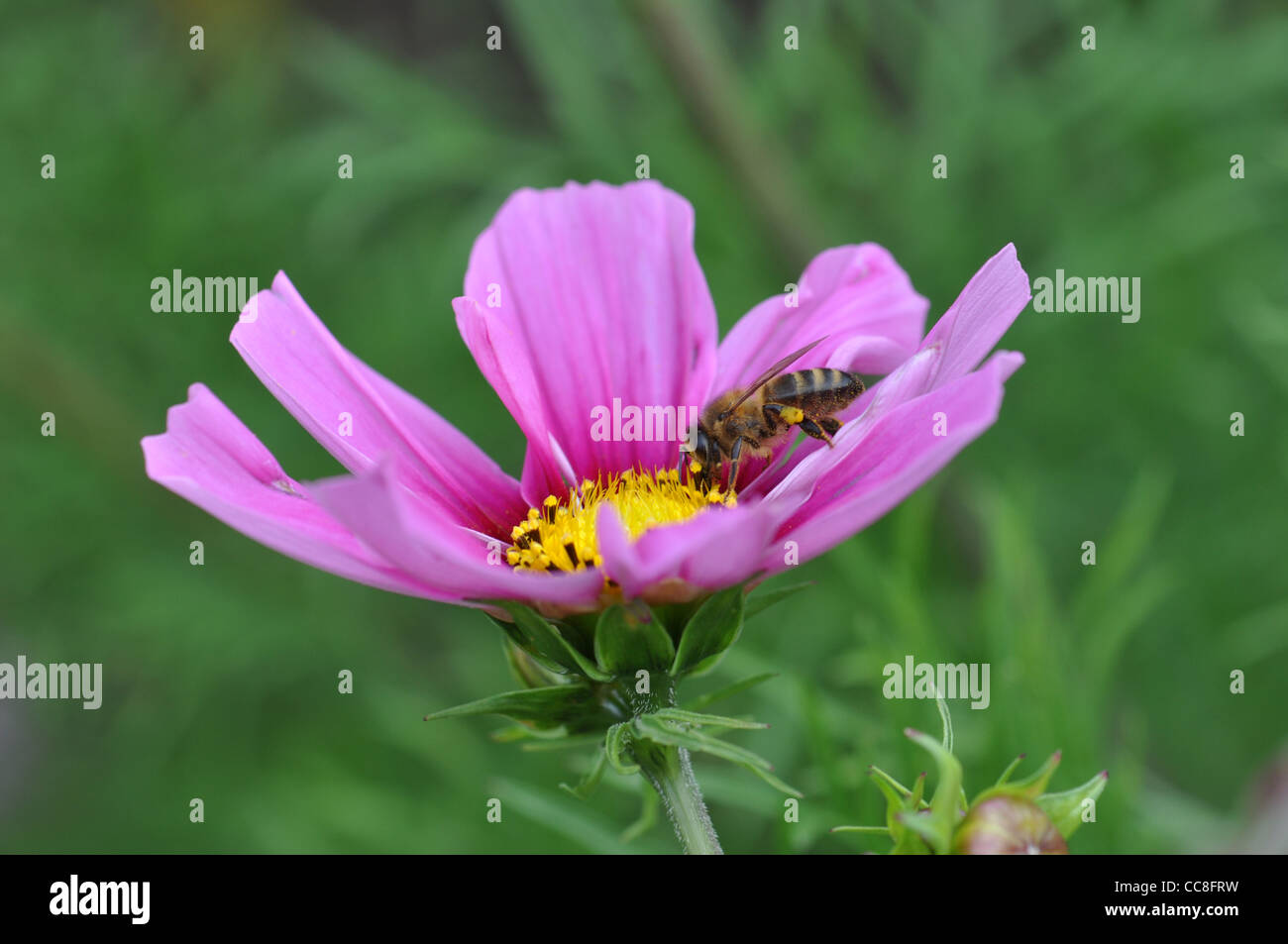 Bee on a Cosmos Flower Stock Photo - Alamy