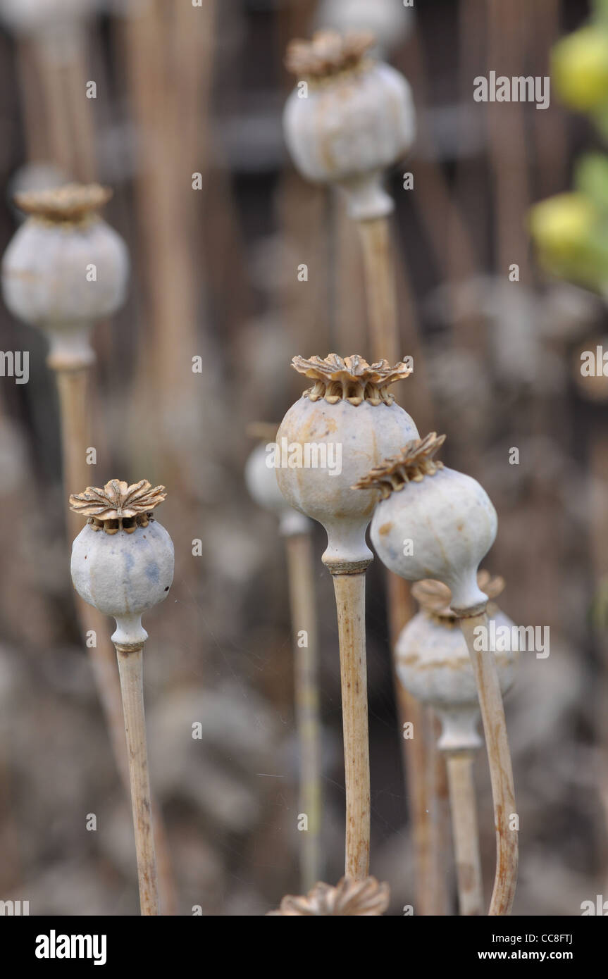 Dried Poppy Seed Heads Stock Photo Alamy