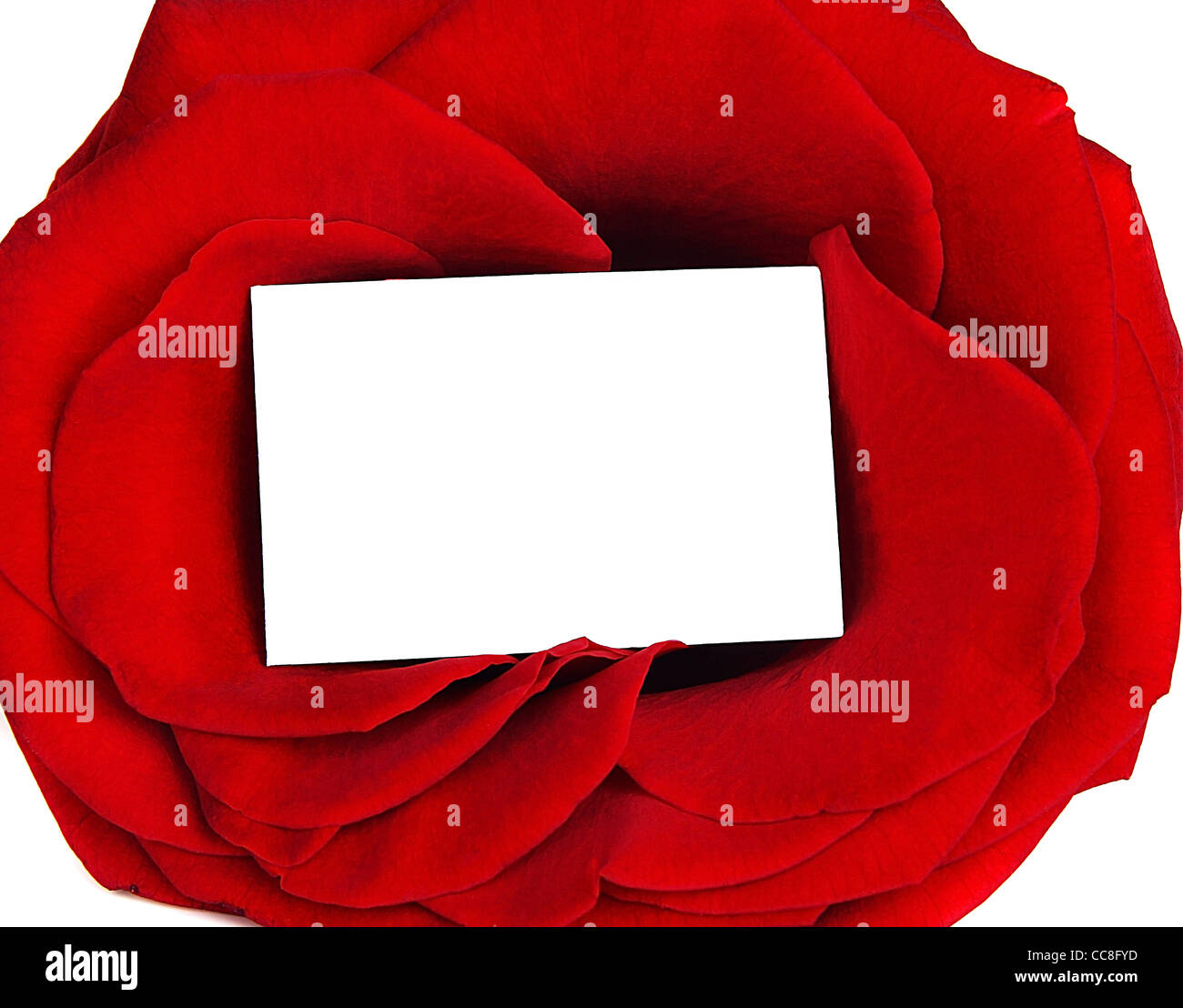 Rose frame & blank greeting card isolated on white background ...