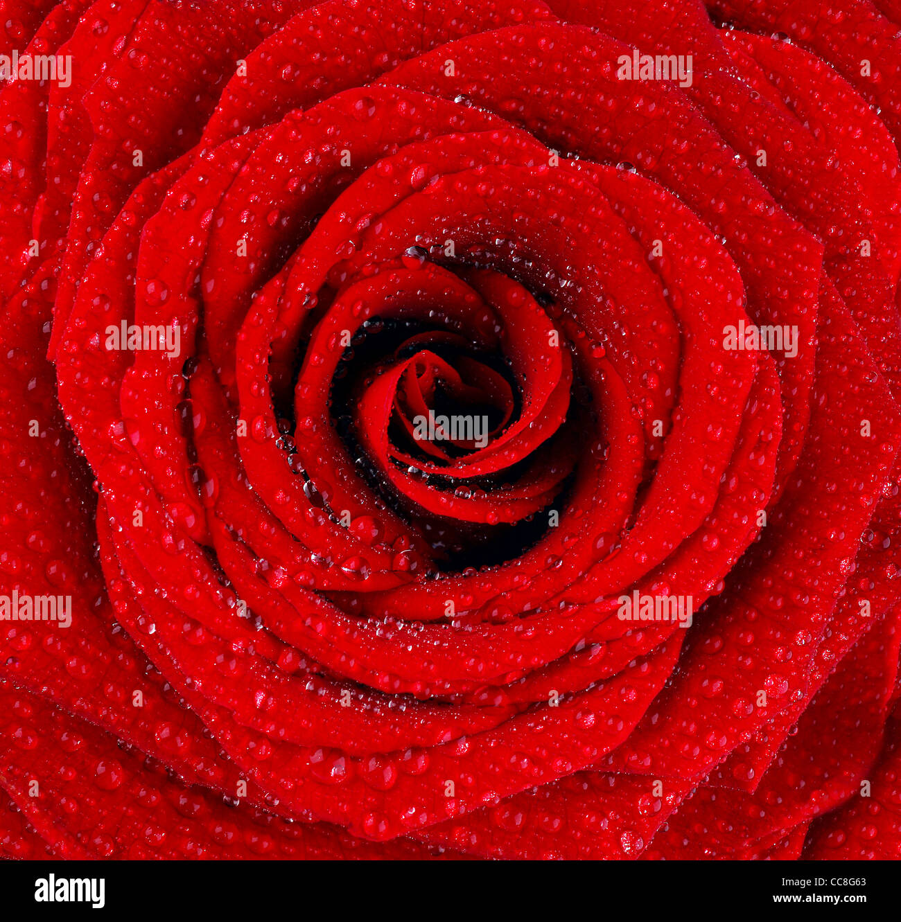 Wet Red Roses Background Red wet rose background with dew drops Stock Photo - Alamy