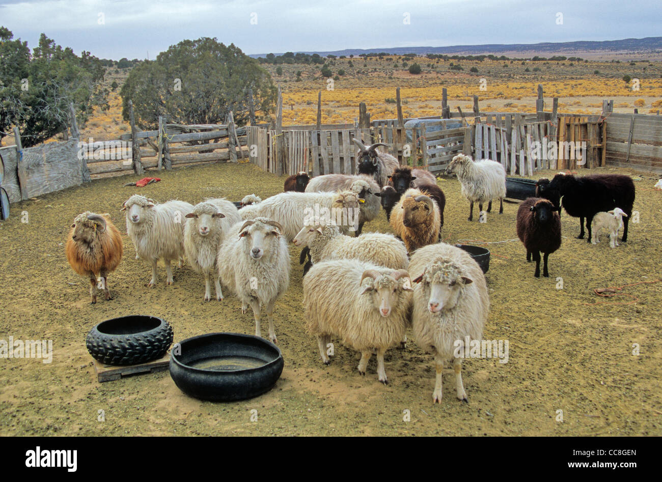 Flock of Navajo Churro sheep in corral at Navajo community of Hardrock, Navajo Nation, Arizona, USA Stock Photo