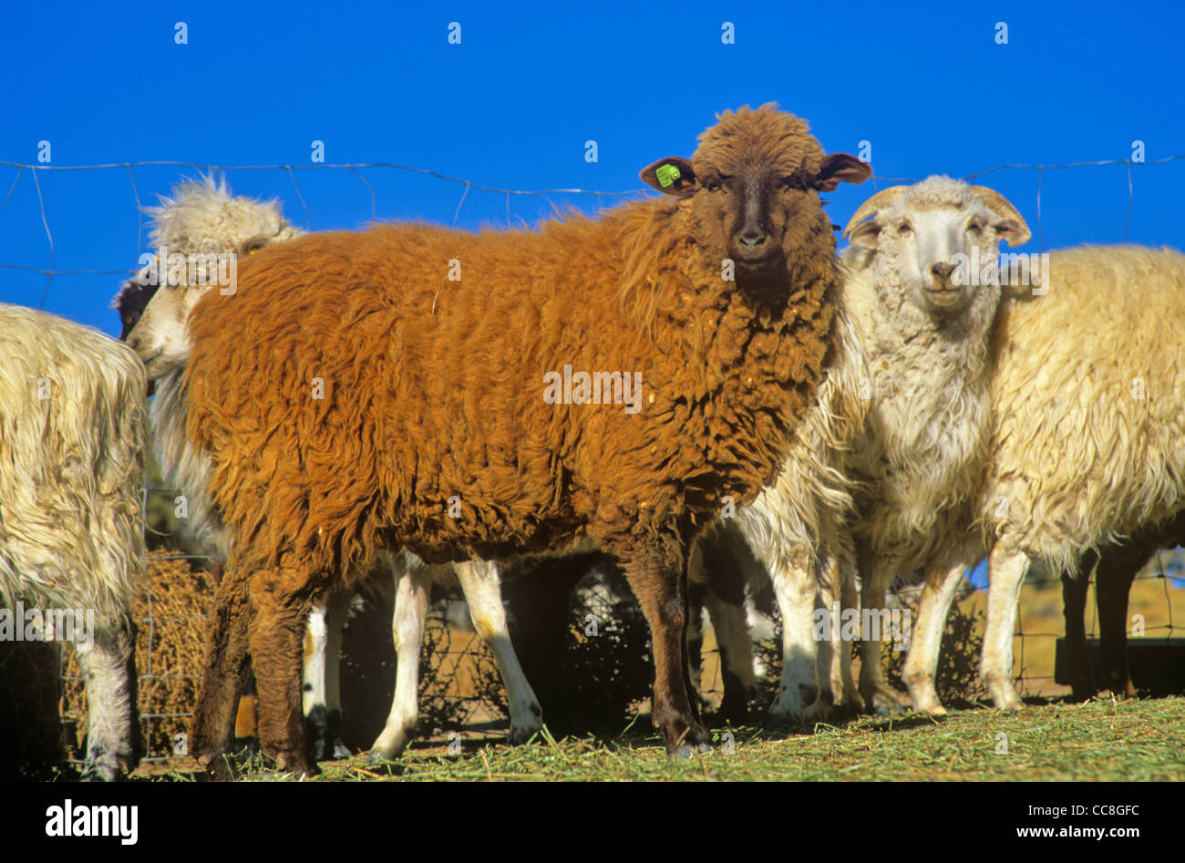 Navajo-churro sheep of various colors in sheep corral at, Rocky Ridge ...