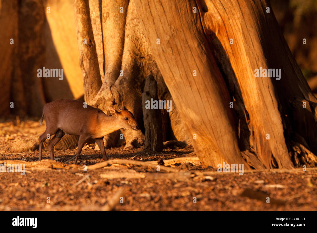 Red Forest Duiker (Cephalophus natalensis). Stock Photo
