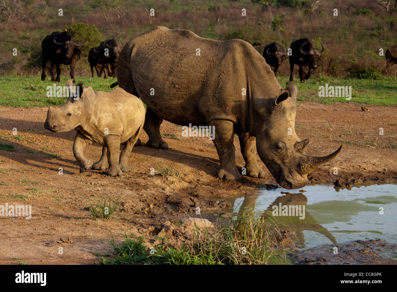 White rhino (rhinoceros, Ceratotherium Simum) mother and calf at a waterhole Stock Photo