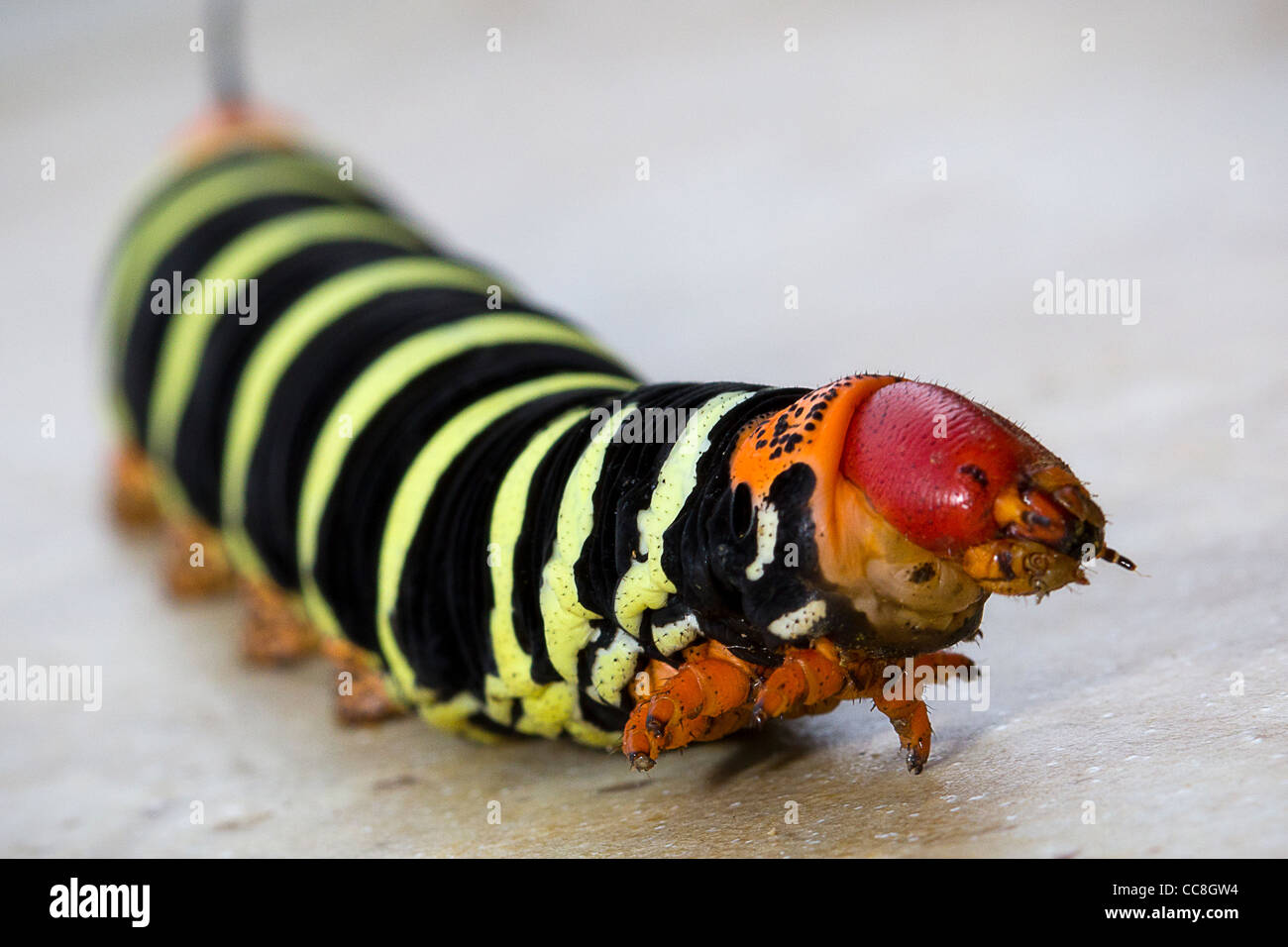 Frangipani Caterpillar in the Caribbean island of St Lucia Stock Photo