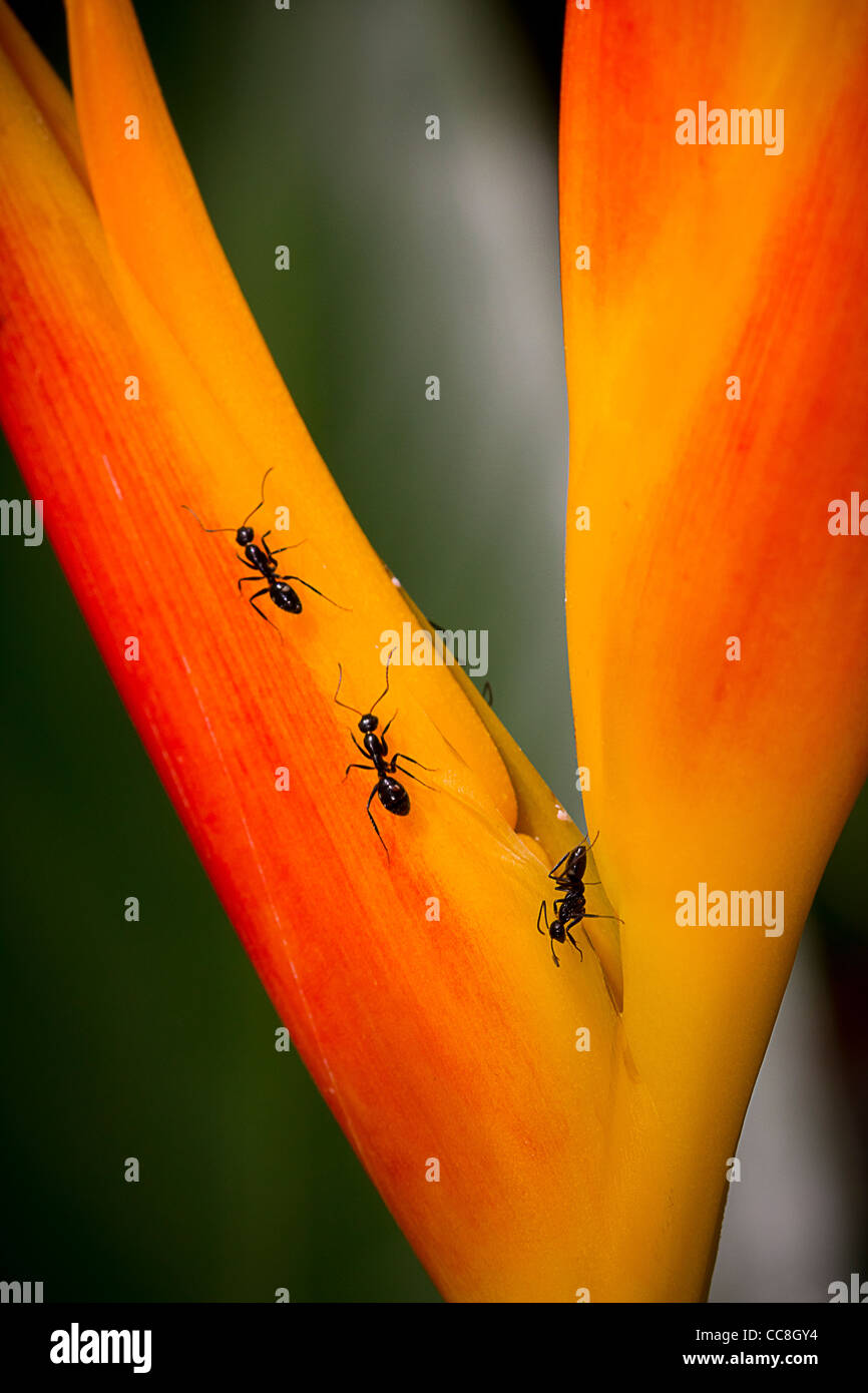 Ants on a Bird of Paradise Plant Stock Photo