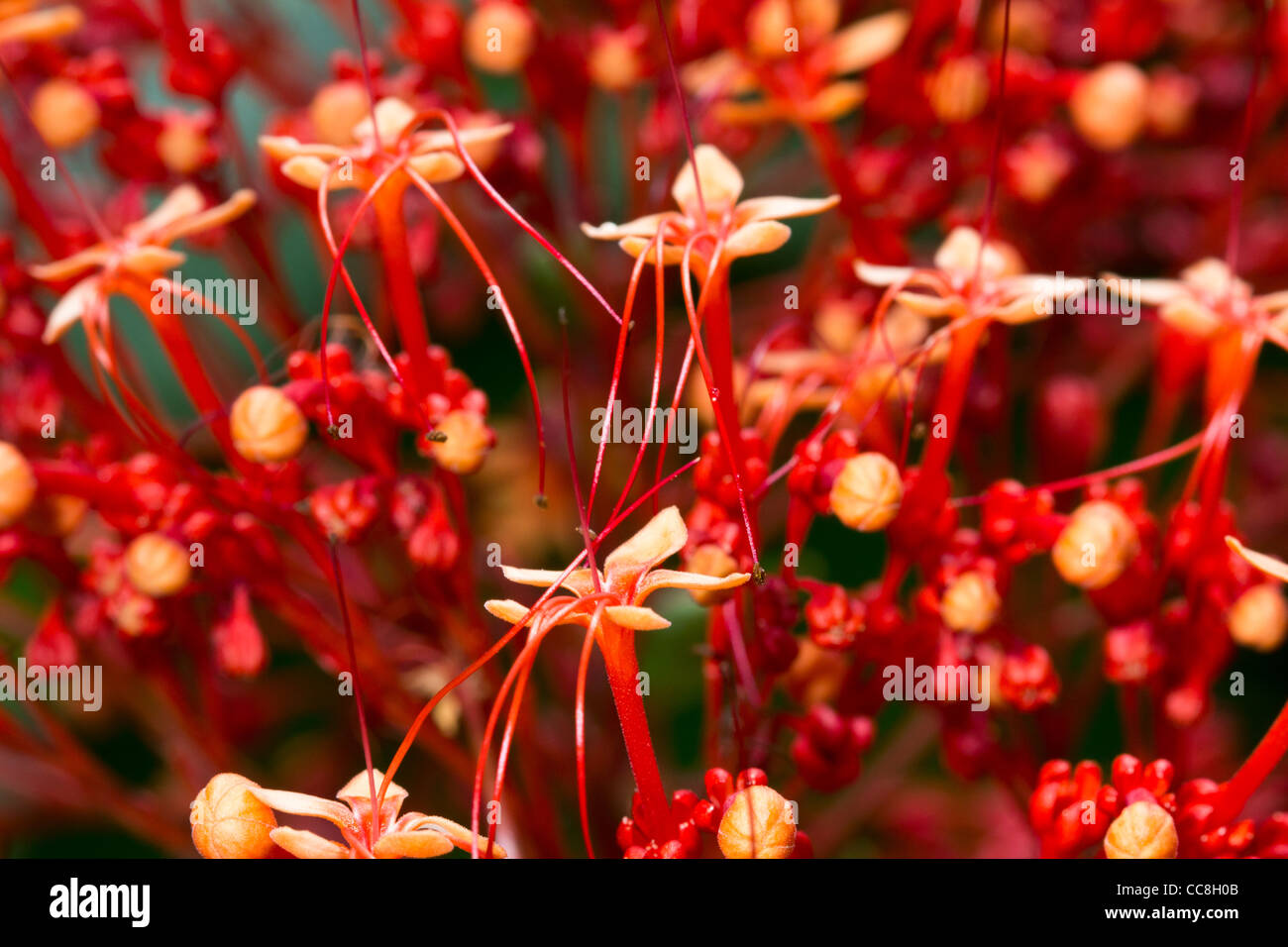 A plant or flower at Diamond Botanical Gardens Stock Photo