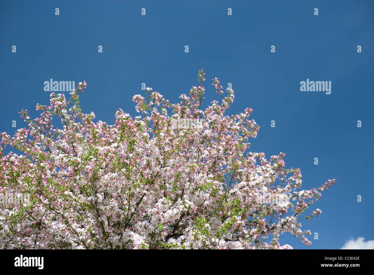 Apple tree in bloom in Southern Vermont Stock Photo Alamy